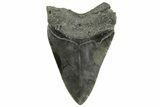 Fossil Megalodon Tooth - South Carolina #212928-1